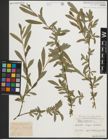 Foto von Salix purpurea L.